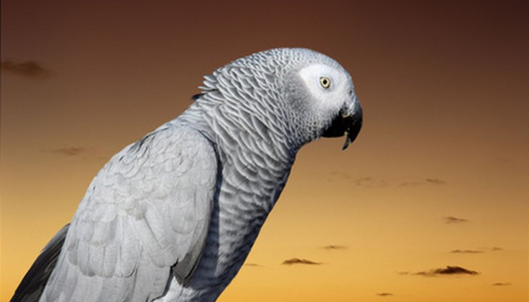 Parrot image by Snezana Skundric from Fotolia.com