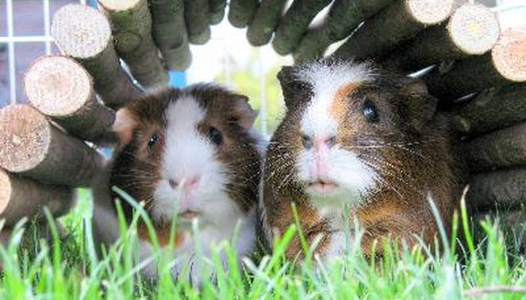 Two Guinea Pigs image by OneToRemember from Fotolia.com