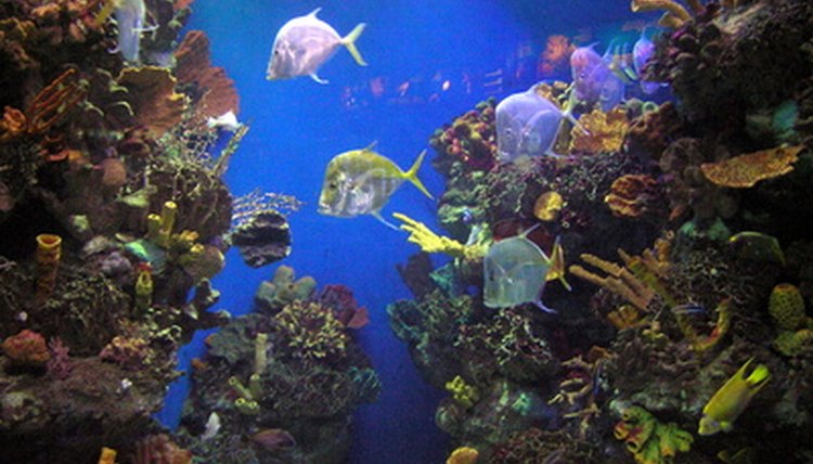 fishes image by Irena Hnidkova from Fotolia.com