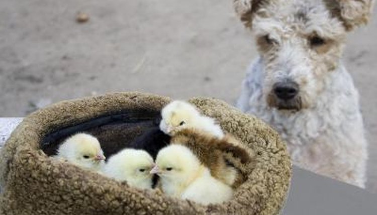 the dog is watching the chicks image by Tudor Stanica from Fotolia.com