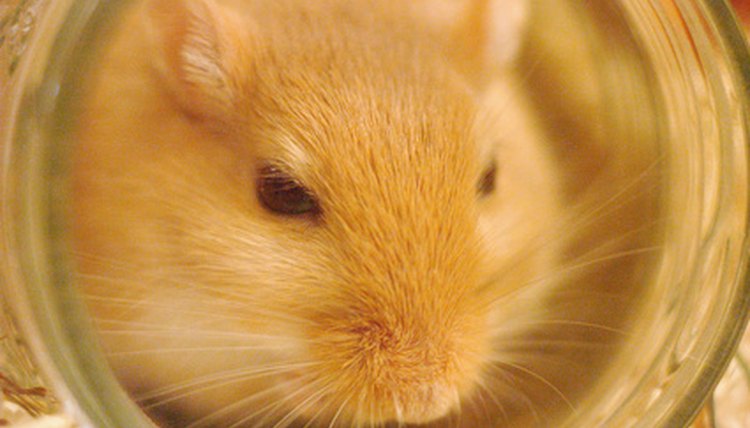 gerbille image by jérôme caffin from Fotolia.com