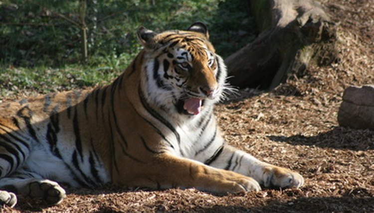 tiger image by Earl Robbins from Fotolia.com
