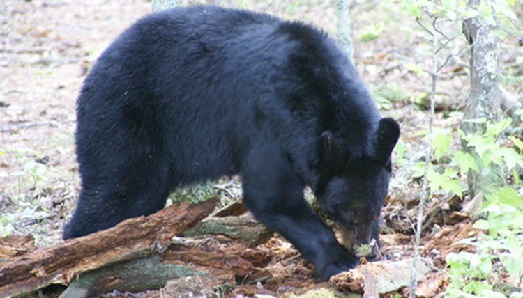 The Bear goes where the Bear wants to go image by Ian Shorr from Fotolia.com