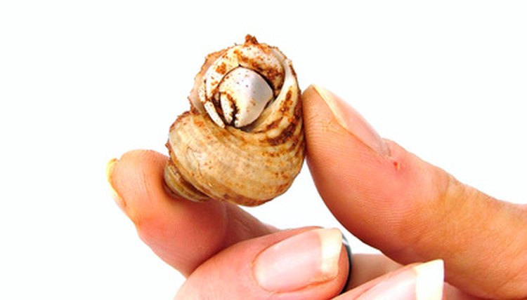 hermit crab image by max blain from Fotolia.com