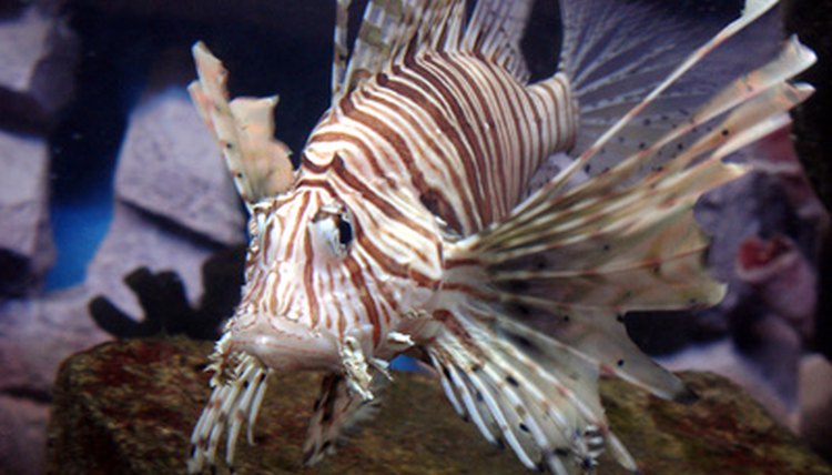 fish image by Natalia Pavlova from Fotolia.com