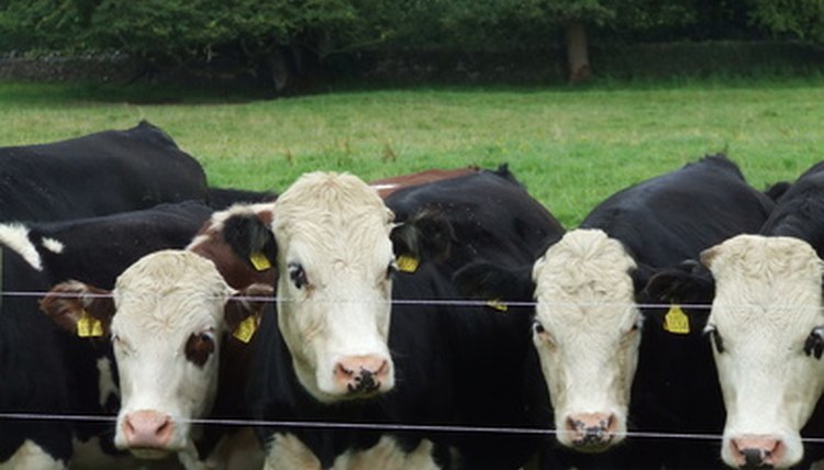 Heads of Cattle image by Rosie Black from Fotolia.com