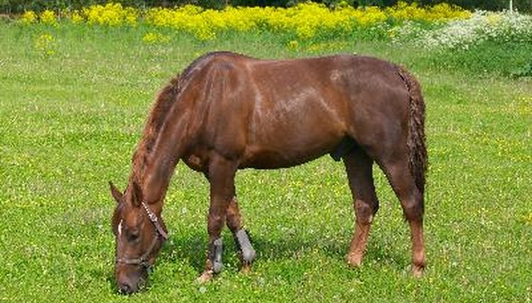Horse at pasture image by Aleksandrs Jermakovi from Fotolia.com