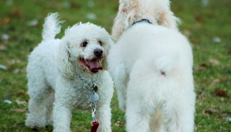 poodle pair image by Tinu from Fotolia.com