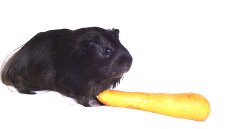 guinea-pig1 image by Danil Kashirskj from Fotolia.com