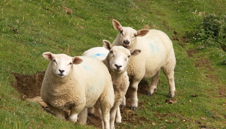 sheeps queue on sheep-run image by Piotr Rydzkowski from Fotolia.com