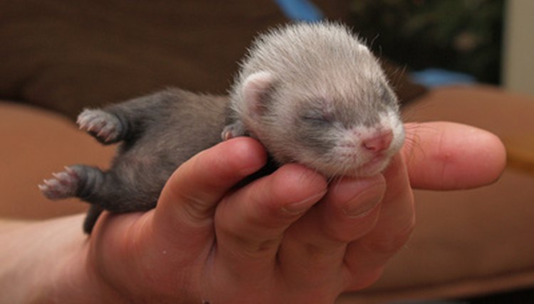 ferret image by Olga Barbakadze from Fotolia.com