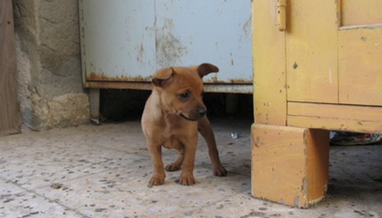 puppy image by Waseem Ghattas from Fotolia.com