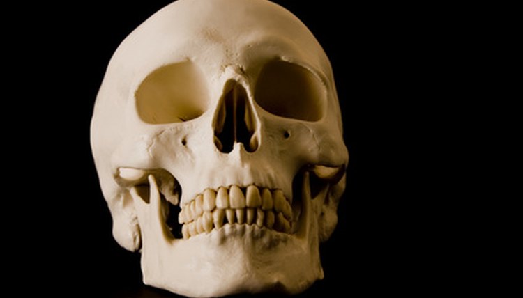 Human skull image by Photosani from Fotolia.com