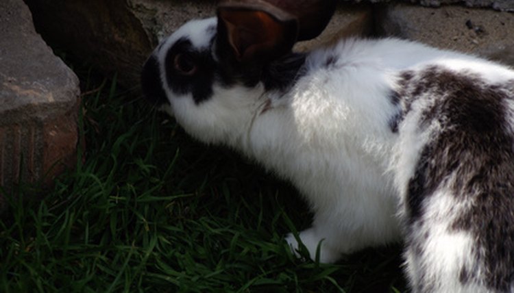 rabbit image by Czintos Ödön from Fotolia.com