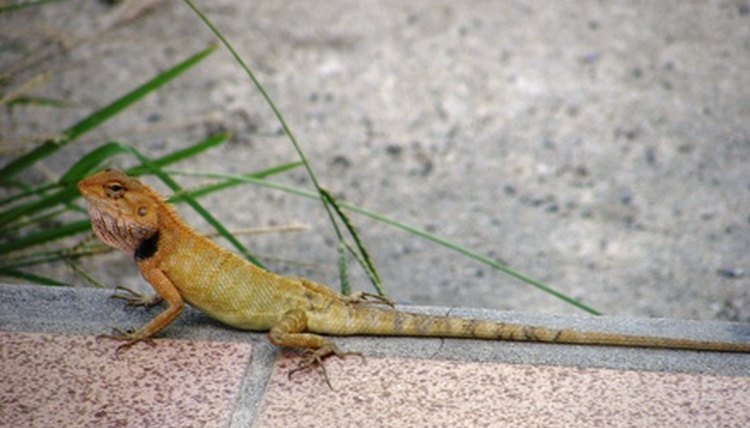 Gecko image by King crab from Fotolia.com
