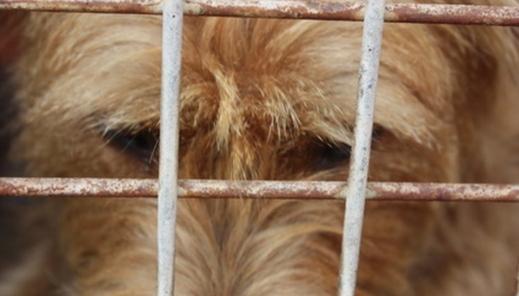 Homeless dog in Kennel image by dinahr from Fotolia.com