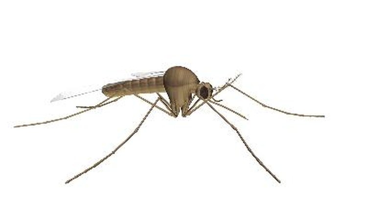 mosquito image by Goran Bogicevic from Fotolia.com