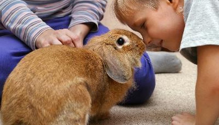 The boy plays with the rabbit image by Friday from Fotolia.com