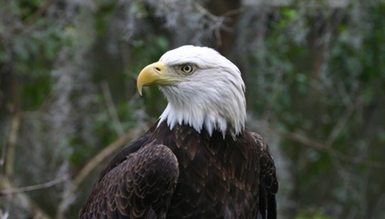 An eagle in the game of golf is two strokes under par on a single hole.