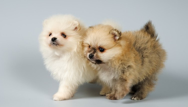 Two puppies of the spitz-dog in studio image by Ulf from Fotolia.com