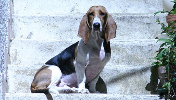 chien de garde image by Eric MATVEEFF from Fotolia.com
