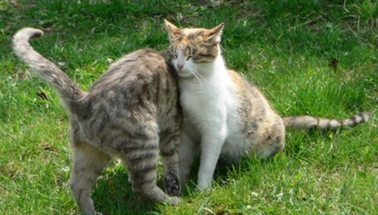 cats image by Maksym Dyachenko from Fotolia.com