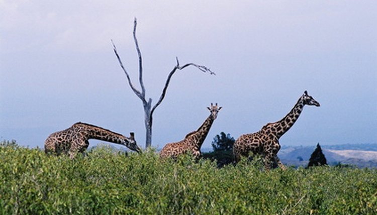 giraffes image by Robert Ulph from Fotolia.com