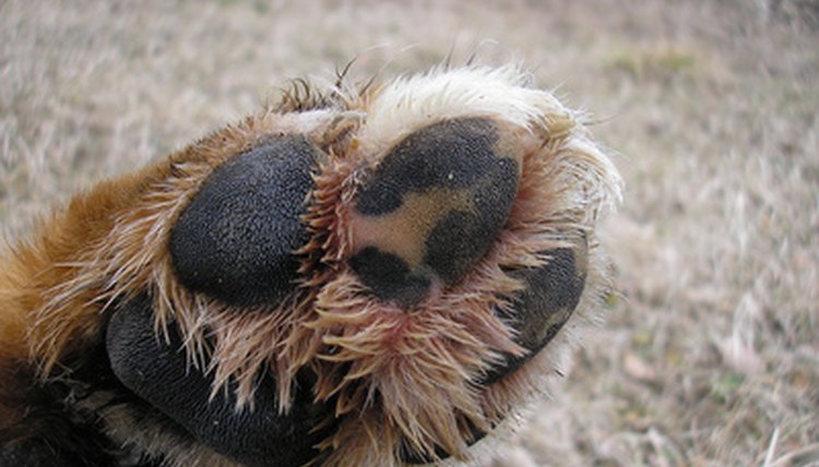 paw image by pusti from Fotolia.com