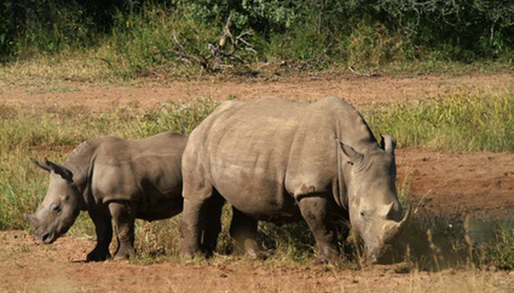 white rhinoceros image by antoine perroud from Fotolia.com