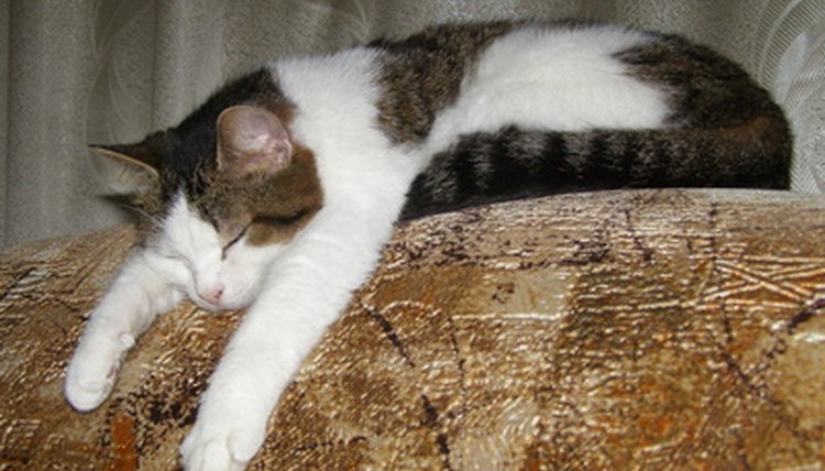 Sleepy cat image by gothica13 from Fotolia.com