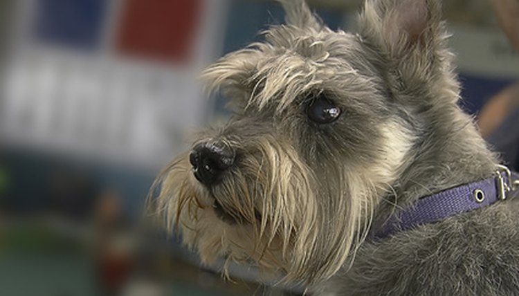 dog image by Vasiliy Koval from Fotolia.com