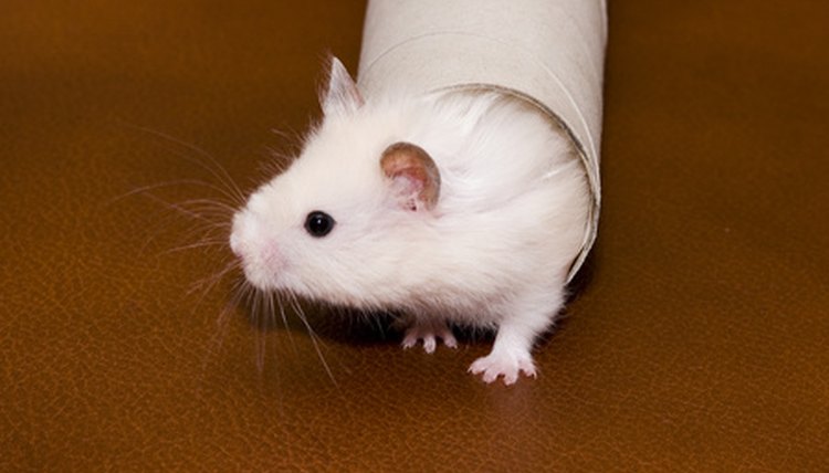 shy white hamster looking out from the tube image by Nikolay Okhitin from Fotolia.com