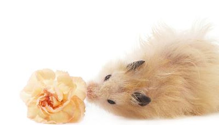 Fluffy hamster with beige flower image by Vedmochka from Fotolia.com