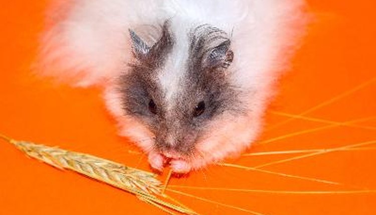 white little Hamster eat over orange background image by Ilona Baha from Fotolia.com