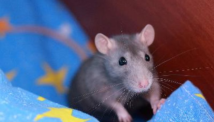 Rat 2 image by Olga Barbakadze from Fotolia.com