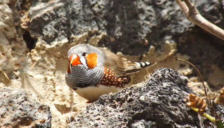 zebra finch development