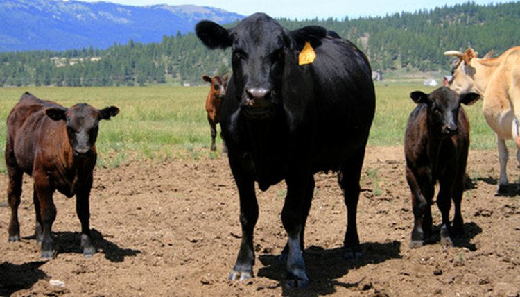 Cattle 5 image by Lee O'Dell from Fotolia.com