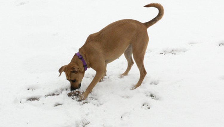 Dog Playing in the Snow image by Deby Cohernour from Fotolia.com