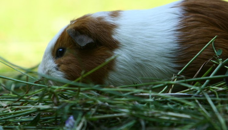 Meerschwein image by Petra Kohlstädt from Fotolia.com