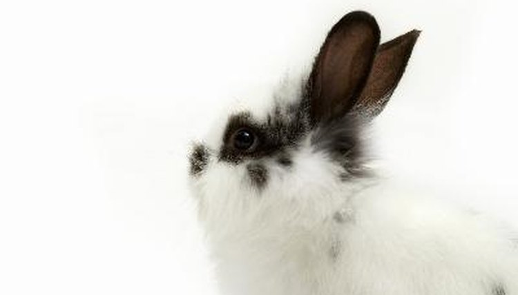 Rabbit in profile image by Ella from Fotolia.com