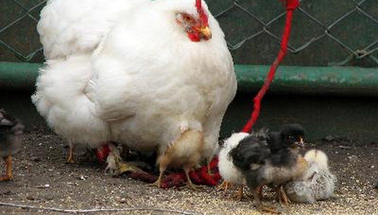 a hen mother image by Olga Chernetskaya from Fotolia.com