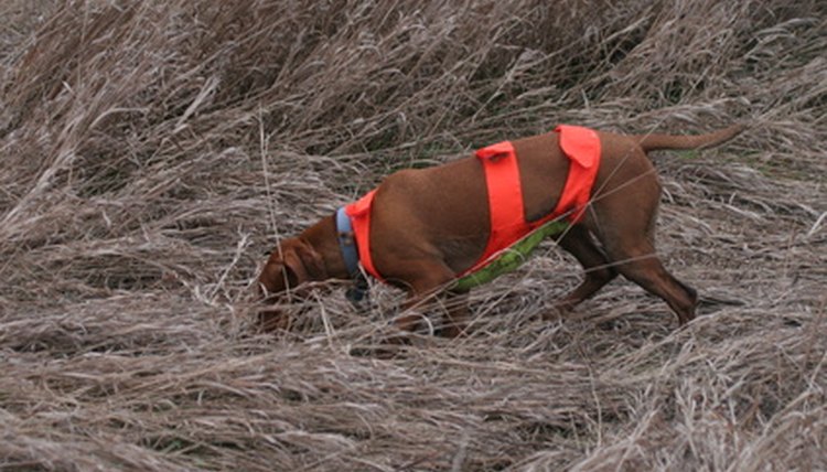 hungarian vizsla hunting hunt dog pet image by Paul Retherford from Fotolia.com