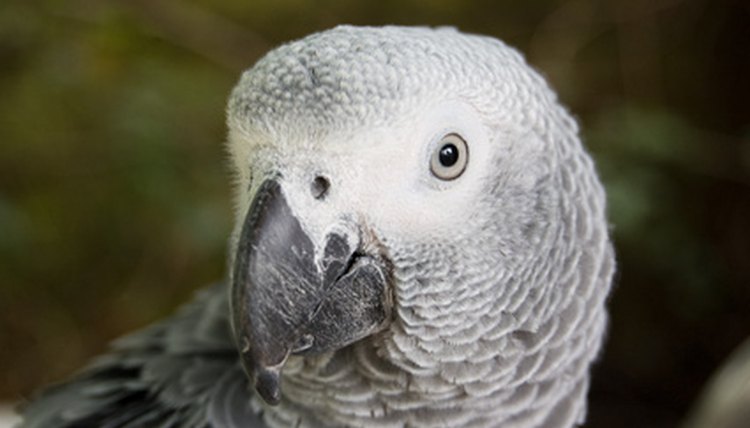 grey parrot image by Ramona smiers from Fotolia.com