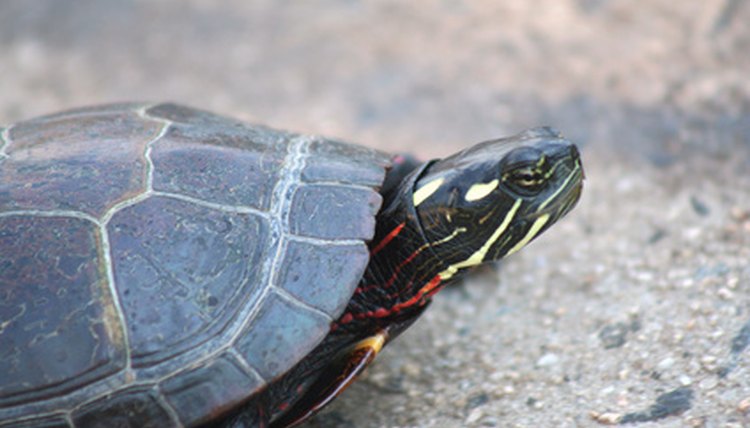 Painted Turtle image by Jim Mills from Fotolia.com