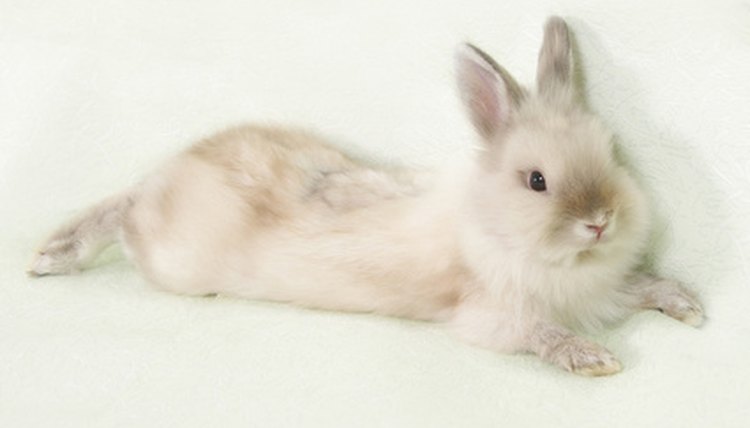 Rabbit image by veseliysyslik from Fotolia.com
