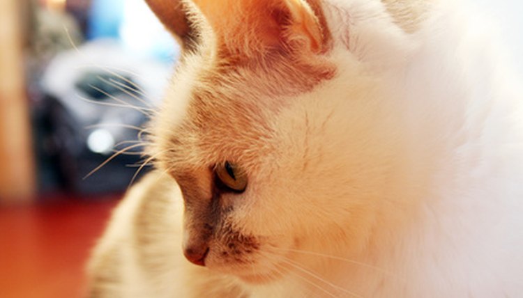 cat image by Alexey Fursov from Fotolia.com