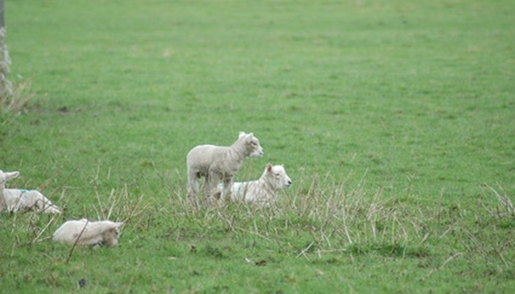 lamb image by david purday from Fotolia.com