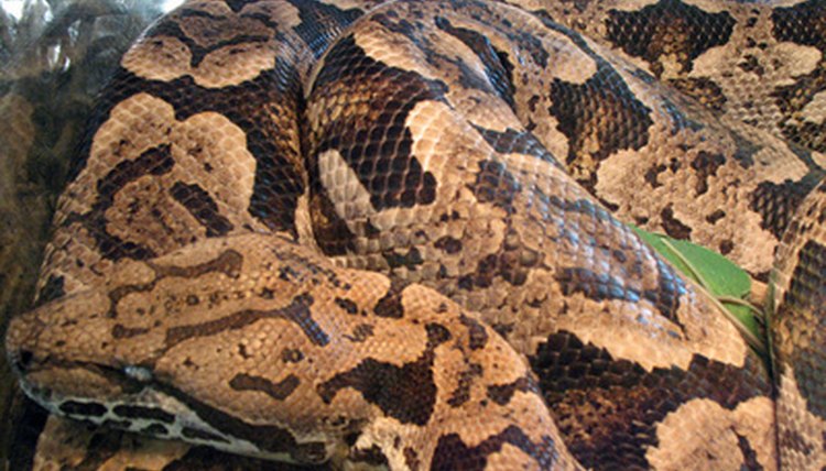 snake image by pearlguy from Fotolia.com