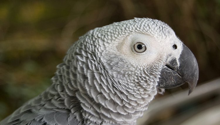 grey parrot image by Ramona smiers from Fotolia.com
