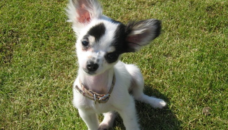 Pixie image by Emma Louise from Fotolia.com